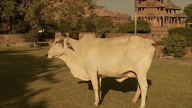 Video Reference: cattle like mammal, dairy cow, horn, herd, cow goat family, ox, pasture, grazing, livestock, grass