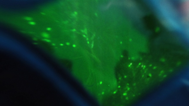 Video Reference: Green, Water, Light, Lighting, Technology, Sky, Organism, Night, Photography, Space