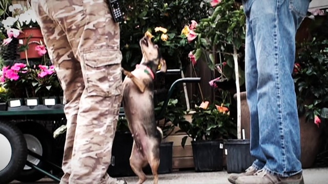 Video Reference: Dog, Canidae, Companion dog, Carnivore, Dog breed, Police dog, Non-Sporting Group, Street dog