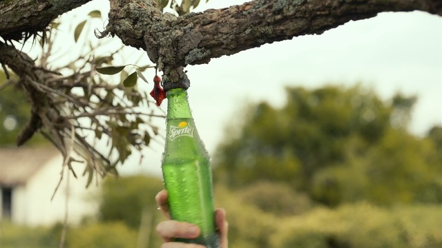 Video Reference: Bottle, Drink, Glass bottle, Wine bottle, Plant
