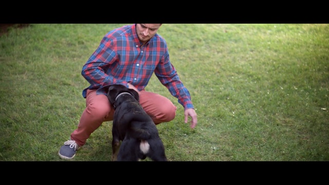 Video Reference: Canidae, Dog, Grass, Dog breed, Lawn, Obedience training, Sporting Group, Sitting, Carnivore, Photography