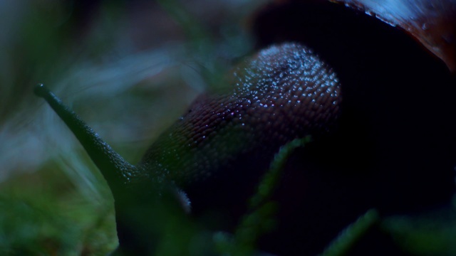 Video Reference: Water, Green, Macro photography, Close-up, Organism, Electric blue, Plant, Moisture
