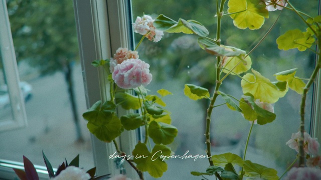 Video Reference: Flower, Plant, Pink, Flowering plant, Botany, Leaf, Petal, Aquatic plant, Plant stem, Branch, Indoor, Table, Vase, Window, Sitting, Mirror, Glass, Small, Green, White, Tree, Red, Desk, Counter, Black, Plate, Close, Wooden, Cake, Hanging, Computer, Laptop, Bird, Reflection, Water, Fruit, Keyboard, Clear, Standing, Room, Blue, Rose, Flora