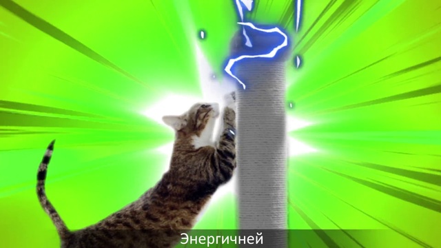 Video Reference: Green, Cat, Felidae, Whiskers, Organism, Graphic design, Illustration, Small to medium-sized cats, Fictional character