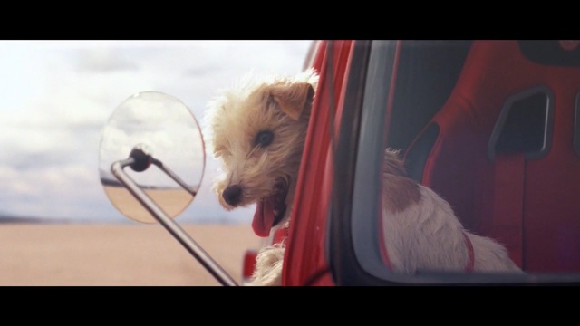 Video Reference: Dog, Canidae, West highland white terrier, Companion dog, Dog breed, Carnivore, Morkie, Maltese, Puppy, Terrier