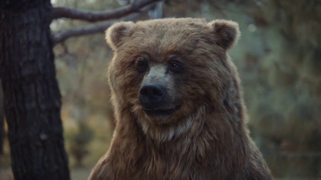 Video Reference: Brown bear, Mammal, Vertebrate, Terrestrial animal, Grizzly bear, Bear, Kodiak bear, Wildlife, Fur, Wilderness