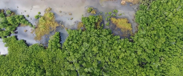 Video Reference: Vegetation, Biome, Plant, Aerial photography, Groundcover, Grass, Plant community, Photography, Moss, Landscape