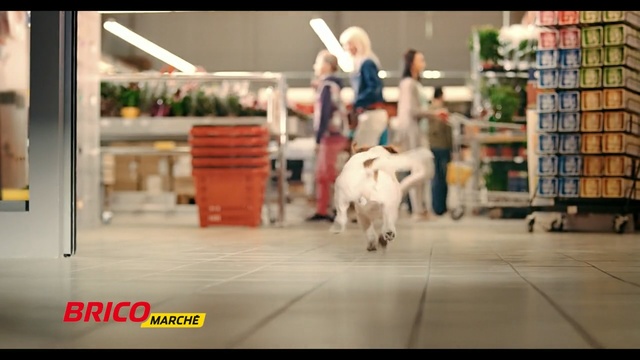 Video Reference: Snapshot, Bovine, Photography, Fun, Livestock, Cow-goat family, Horse, Tradition, Goats, Photo caption, Person