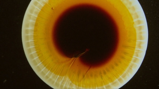 Video Reference: Yellow, Circle, Cup, Person