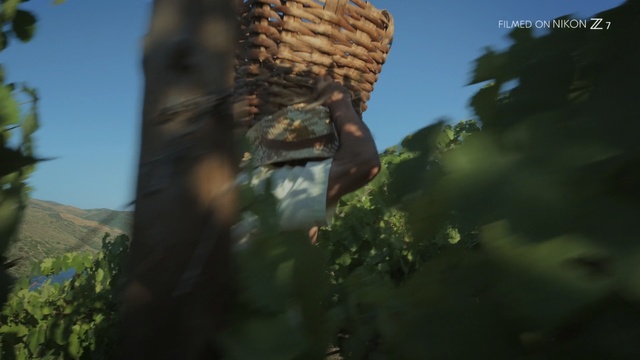 Video Reference: Sky, Tree, Adaptation, Plant, Rock, Screenshot, Cloud, Palm tree, World, Fictional character