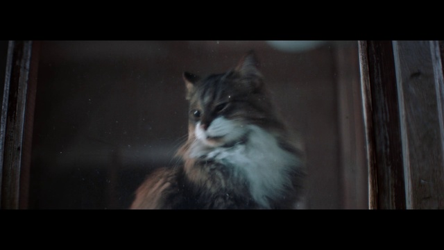 Video Reference: Cat, Mammal, Whiskers, Felidae, Small to medium-sized cats, Norwegian forest cat, Darkness, Snapshot, Carnivore, Domestic long-haired cat