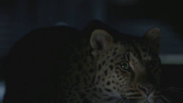 Video Reference: Vertebrate, Wildlife, Terrestrial animal, Mammal, Leopard, Felidae, Whiskers, Big cats, Jaguar, African leopard
