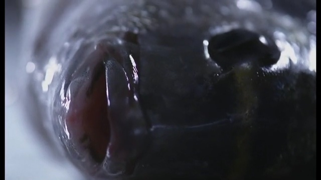 Video Reference: Close-up, Water, Macro photography, Photography