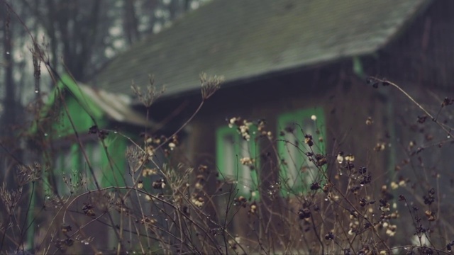 Video Reference: Green, Leaf, Adaptation, Organism, Grass, Tree, Jungle, Plant, Forest