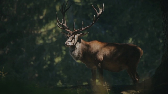 Video Reference: Reindeer, Wildlife, Deer, Antler, Elk, Horn, Atmospheric phenomenon, Sky, Organism, Snout