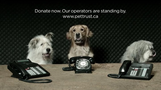 Video Reference: Dog breed, Canidae, Dog, Companion dog, West highland white terrier, Sealyham terrier, Carnivore, Photo caption, Miniature schnauzer, Person