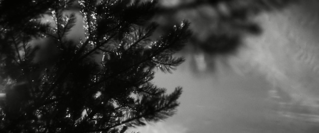 Video Reference: sky, black, black and white, cloud, nature, tree, monochrome photography, atmosphere, woody plant, photography, Person