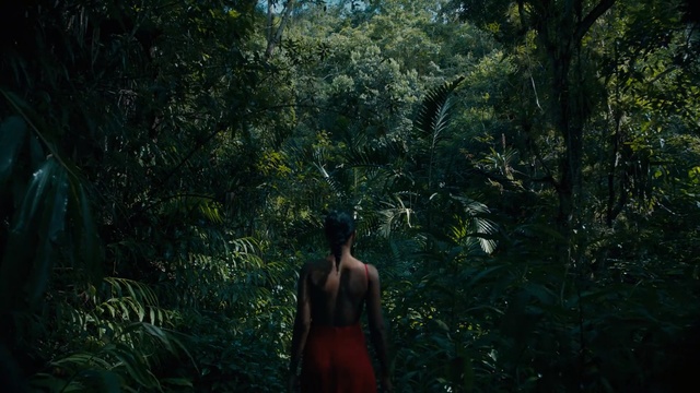 Video Reference: Vegetation, People in nature, Forest, Jungle, Nature, Natural environment, Old-growth forest, Rainforest, Green, Tree