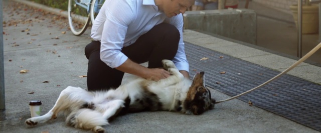 Video Reference: Felidae, Canidae, Carnivore, Dog breed, Sporting Group, Cat, Companion dog