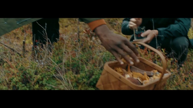 Video Reference: Soil, Leaf, Grass, Grass, Tree, Adaptation, Plant, Photography, Wood, Garden