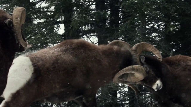 Video Reference: Mammal, Horn, Wildlife, Wilderness, Working animal, Bovine, bighorn, Terrestrial animal, Tree, Cow-goat family