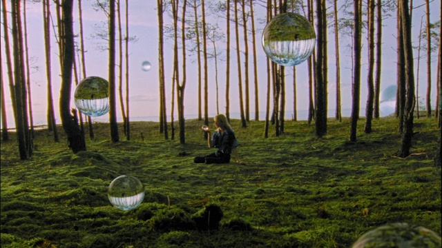 Video Reference: Natural environment, Nature, Tree, Forest, Biome, Natural landscape, Old-growth forest, Woodland, Grass, Woody plant