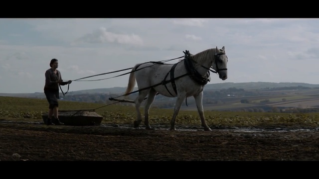 Video Reference: Horse, Mammal, Vertebrate, Rein, Horse harness, Horse tack, Halter, Pack animal, Bridle, Stallion, Person
