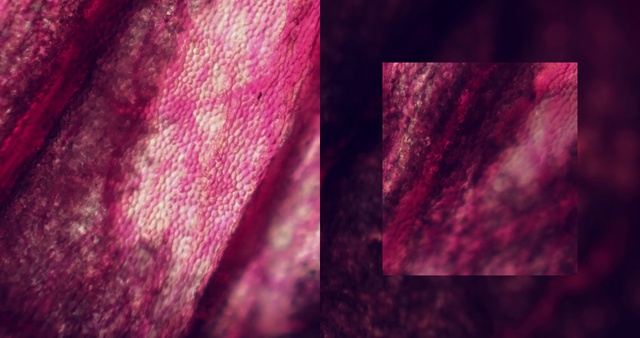 Video Reference: Purple, Red, Pink, Violet, Magenta, Light, Maroon, Colorfulness, Close-up, Textile