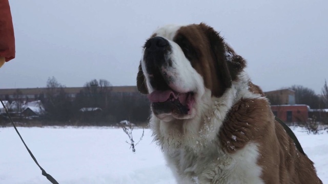 Video Reference: Dog, Mammal, Vertebrate, Canidae, Moscow watchdog, Dog breed, St. bernard, Carnivore, Pyrenean mastiff, Giant dog breed