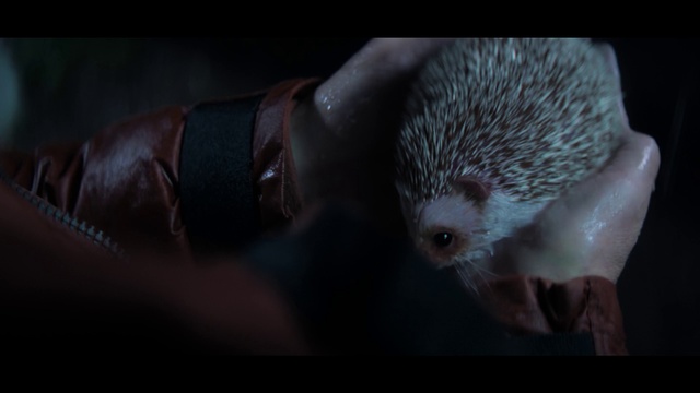 Video Reference: Erinaceidae, Hedgehog, Mammal, Porcupine, Domesticated hedgehog, Echidna, Snout, Whiskers, Rodent, Monotreme