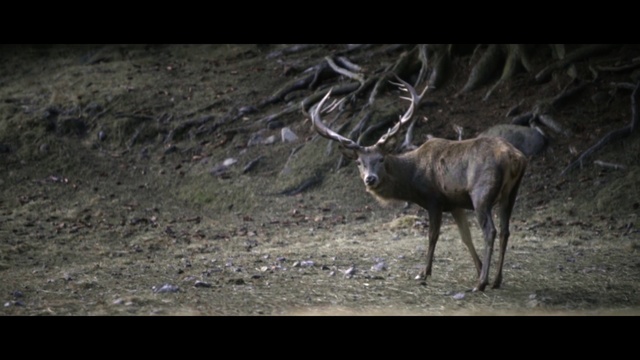 Video Reference: wildlife, deer, fauna, mammal, wilderness, antler, elk, reindeer, horn, white tailed deer