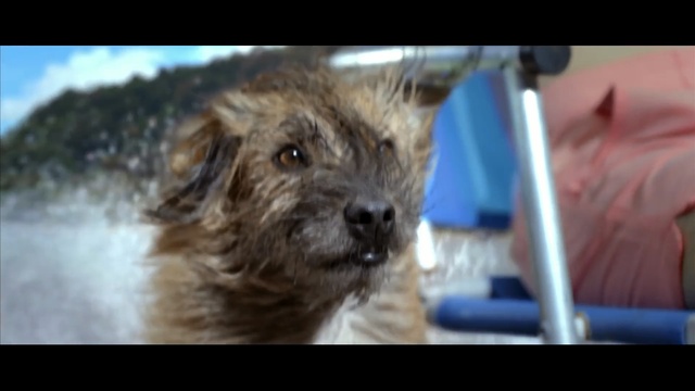 Video Reference: Mammal, Dog, Vertebrate, Dog breed, Canidae, Cairn terrier, Carnivore, Terrier, Small terrier, Border terrier