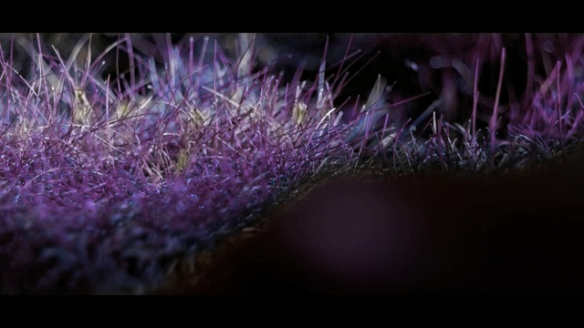 Video Reference: purple, violet, macro photography, close up, flora, grass, darkness, lavender, computer wallpaper, plant