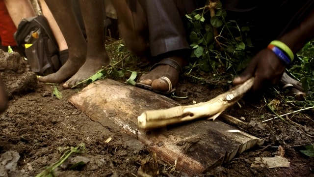 Video Reference: Soil, Leg, Tree, Plant