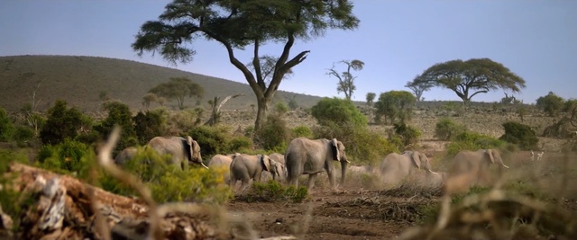 Video Reference: Wildlife, Elephant, Herd, Terrestrial animal, Elephants and Mammoths, Savanna, Safari, African elephant, Indian elephant, Nature reserve