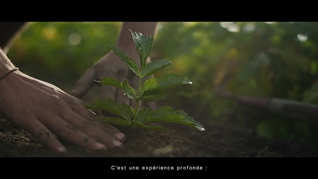 Video Reference: ecosystem, vegetation, fauna, leaf, tree, branch, screenshot, jungle, organism, wildlife