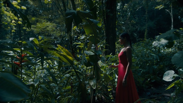 Video Reference: Jungle, Vegetation, Nature, Natural environment, Forest, Rainforest, Old-growth forest, Biome, Tree, Woodland