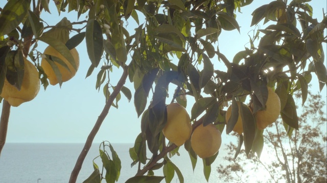 Video Reference: Tree, Plant, Woody plant, Leaf, Flower, Fruit tree, Person