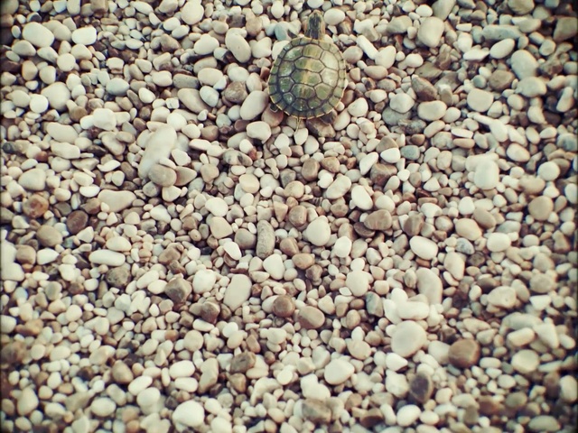 Video Reference: Gravel, Pebble, Soil, Rock, Outdoor, Rocky, Stone, Food, Small, Beach, Sitting, Lying, Pile, Little, Laying, Black, White, Apple, Fruit, Standing, Bird, Garden, Fire, Water, Group, Ground, Pea, Vegetable