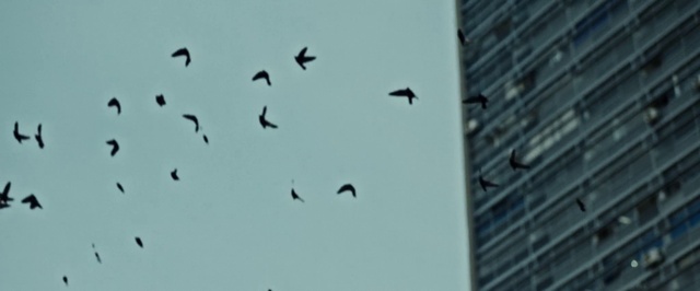 Video Reference: Flock, Bird, Bird migration, Animal migration, Sky, Wing, Seabird