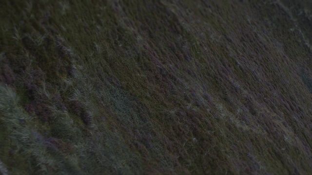 Video Reference: Brown, Grey, Wood, Flooring, Hardwood, Wood stain, Beige, Grass, Pattern, Wool