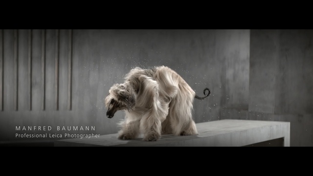 Video Reference: Mammal, Vertebrate, Dog breed, Dog, Canidae, Tibetan terrier, Carnivore, Terrier, Snout, Afghan hound