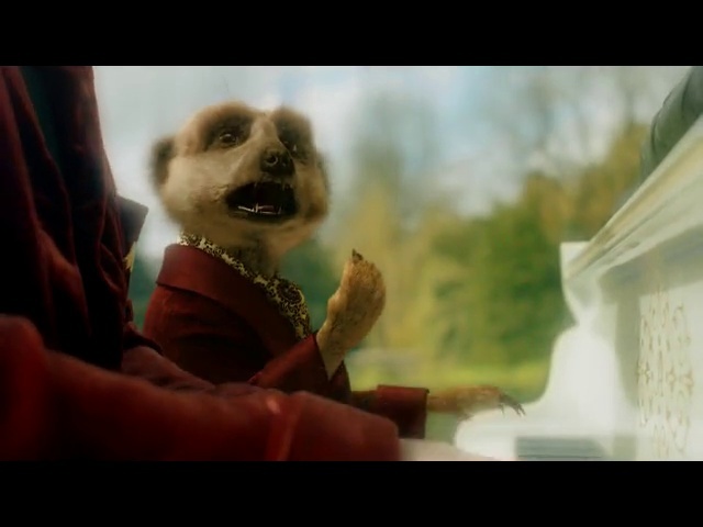 Video Reference: Snout, Meerkat, Photography, Dog breed, Carnivore, Canidae