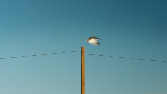 Video Reference: Blue, Sky, Bird, Azure, Street light, Light fixture, Wing, Beak, Cloud, Perching bird