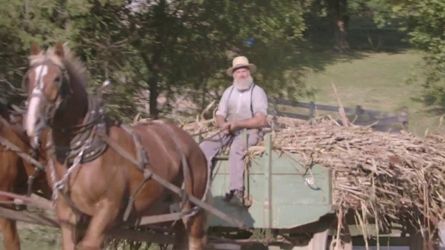 Video Reference: Horse, Mammal, Vertebrate, Halter, Pack animal, Horse tack, Rein, Bridle, Horse harness, Mane