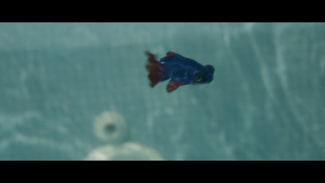 Video Reference: bat, mammal, placental, aquarium