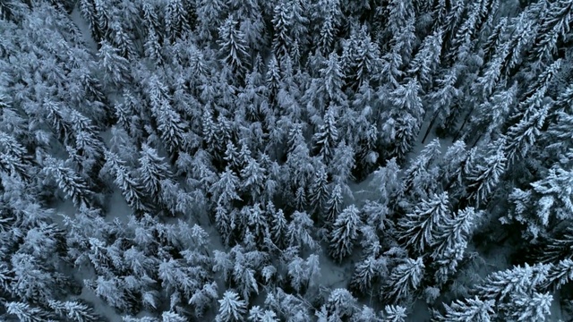 Video Reference: Arizona Cypress, Frost, shortleaf black spruce, Freezing, Colorado spruce, Winter, Tree, Snow, Plant, Biome