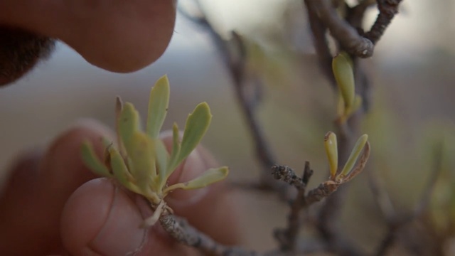 Video Reference: Flower, Plant, Leaf, Branch, Plant stem, Adaptation, Bud