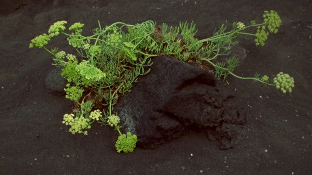 Video Reference: Plant, Soil, Non-vascular land plant, Vascular plant, Grass, Moss, Flower, Herb, Person