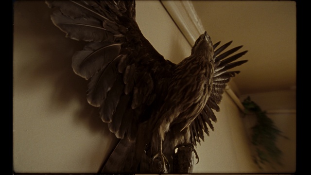 Video Reference: Wing, Feather, Beak, Bird, Photography, Art, Sculpture, Tourist attraction, Tail, Metal